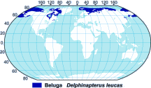 Beluga Whale Range Map