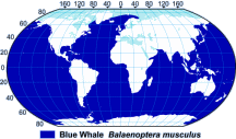 Blue Whale Range Map