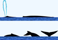 Blue Whale Surface Characteristics