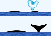 Bowhead Whale Surface Characteristics