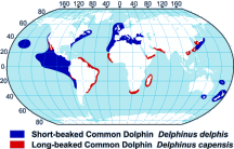 Common Dolphin Range Map
