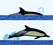 Common Dolphin Surface Characteristics