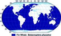 Fin Whale Range Map