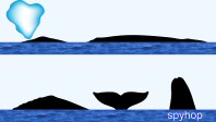 Gray Whale Surface Characteristics