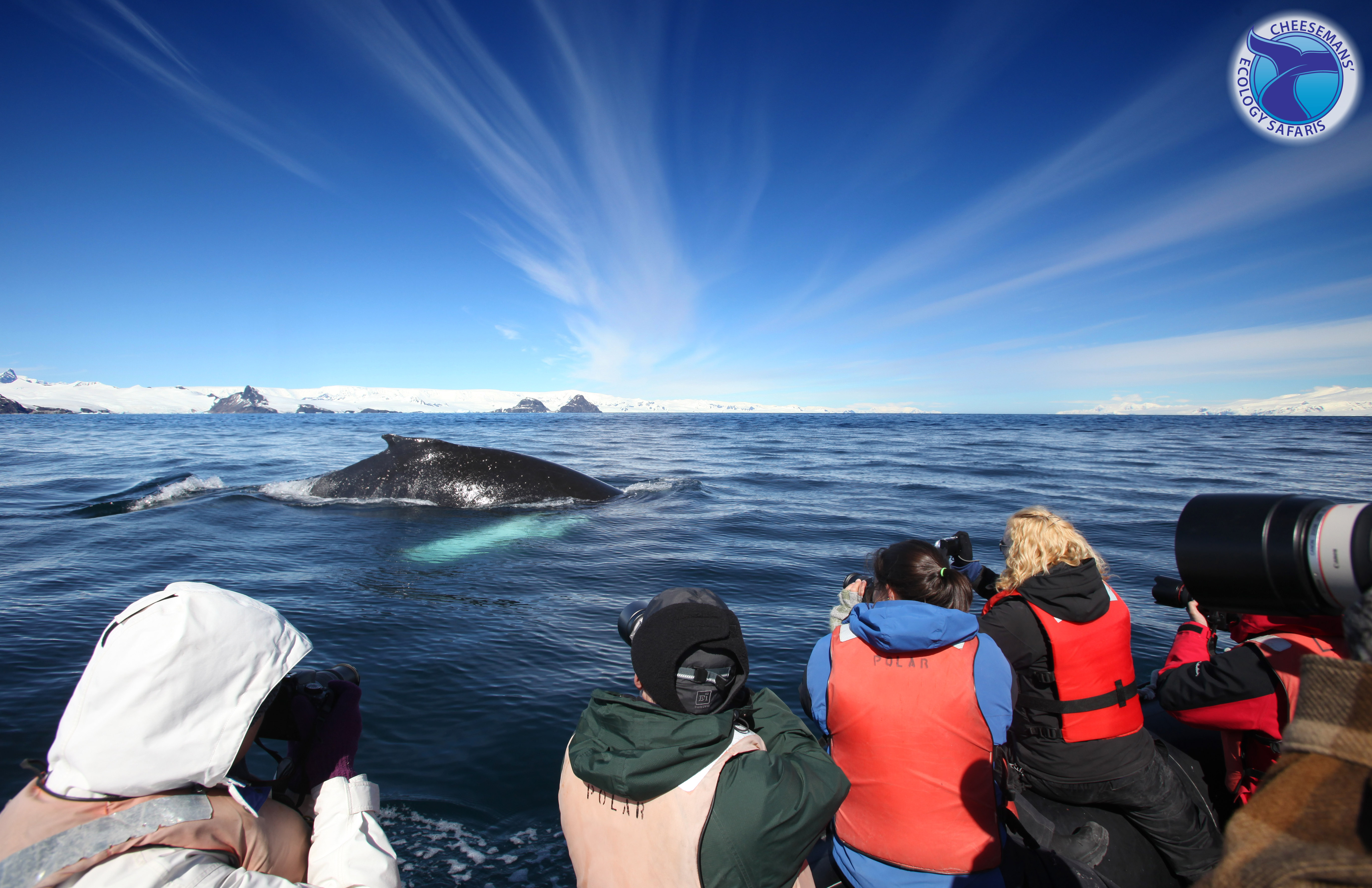 Whales In Antarctica