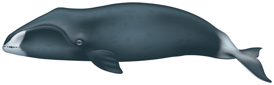 Bowhead whale (Balaena mysticetus
