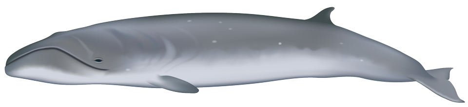 Pygmy right whale (Carprerea marginata)