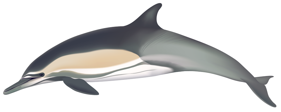 Long-beaked common dolphin (Delphinus bairdii?)
