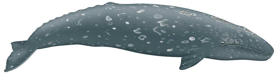 Gray whale (Eschrichtius robustus