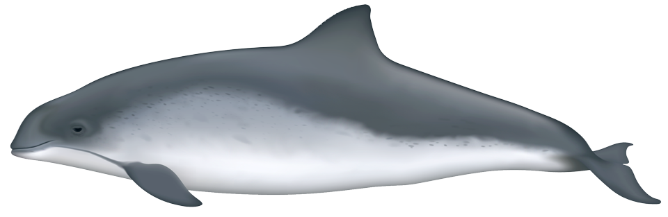 Harbor porpoise (Phocoena phocoena