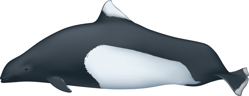 Daly's porpoise (Phocoenoides dalli)