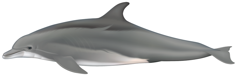 Bottlenose dolphin (Tursiops truncatus