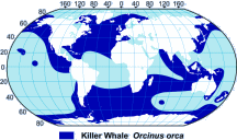 Orca (Killer Whale) Range Map