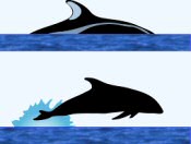 Pacific White-Sided Dolphin Surface Characteristics