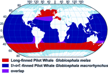 Pilot Whale Range Map