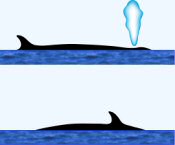 Sei Whale & Bryde’s Whale Surface Characteristics