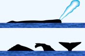 Sperm Whale Surface Characteristics