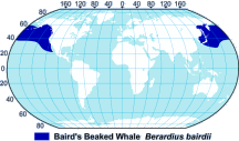 Baird’s Beaked Whale Range Map