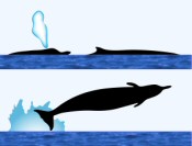 Baird’s Beaked Whale Surface Characteristics