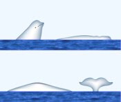 Beluga Whale Surface Characteristics