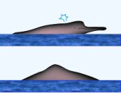 Boto (Amazon River Dolphin) Surface Characteristics