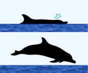 Bottlenose Dolphin Surface Characteristics