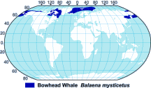Bowhead Whale Range Map