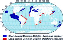 Common Dolphin Range Map