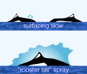 Dall’s Porpoise Surface Characteristics