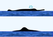 Franciscana Surface Characteristics