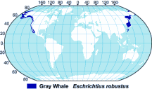 Gray Whale Range Map