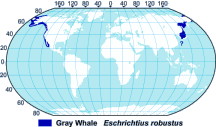 Gray Whale Range Map