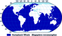 Humpback Whale Range Map