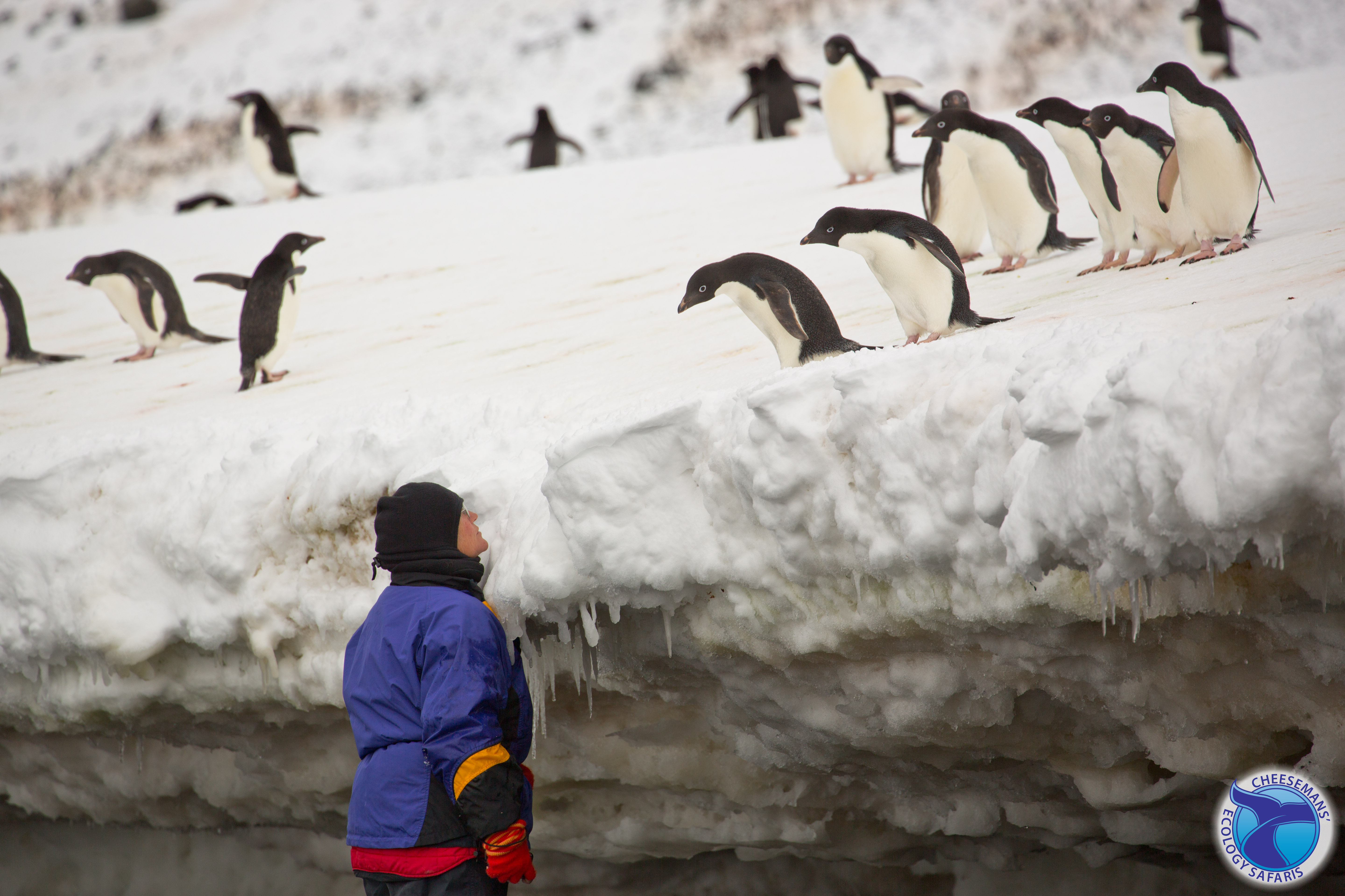 Penguins in Antarctica