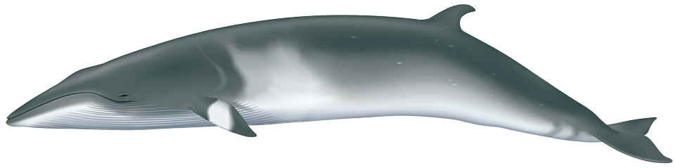 Minke whale (Balaenoptera acutorostrata)