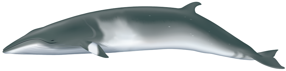 Minke whale (Balaenoptera acutorostrata)