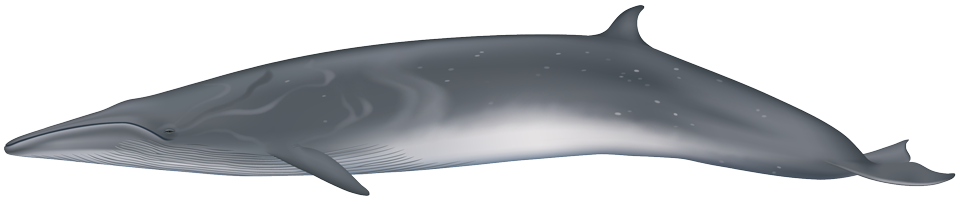 Sei whale (Balaenoptera borealis)