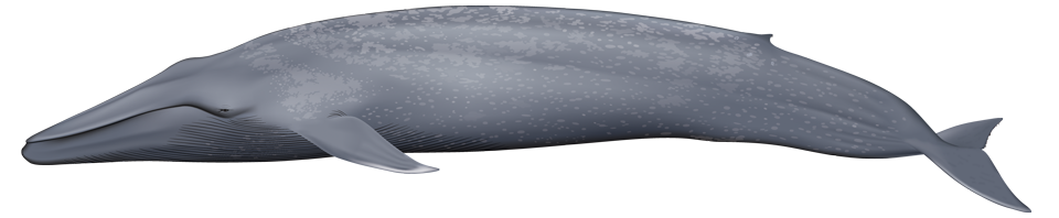 Blue whale (Balaenoptera musculus)