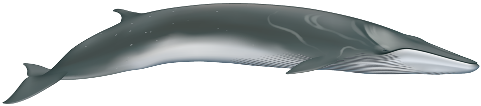 Fin whale (Balaenoptera physalus)