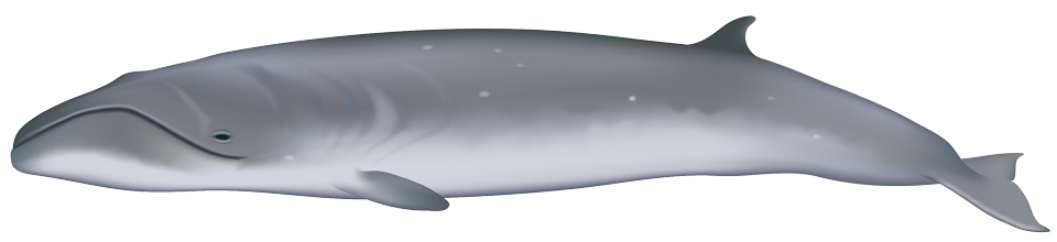 Pygmy højre hval (Carprerea marginata)