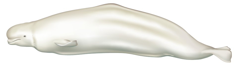 Beluga walvis (Delphinapterus leucas)