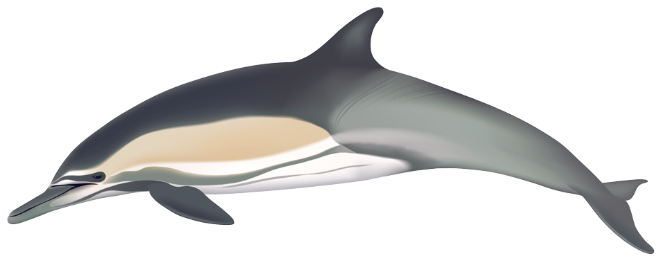 Long-beaked common dolphin (Delphinus bairdii?)