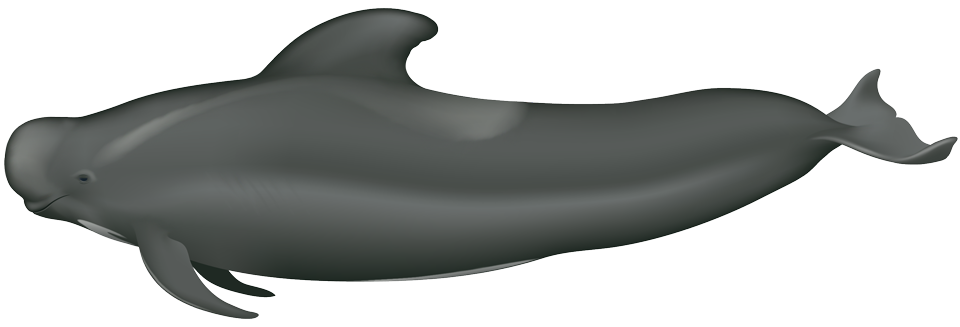 Short-finned pilot whale (Globicephala macrorhynchus)