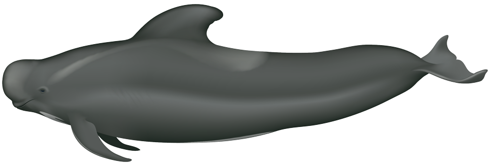 Short-finned pilot whale (Globicephala macrorhynchus)