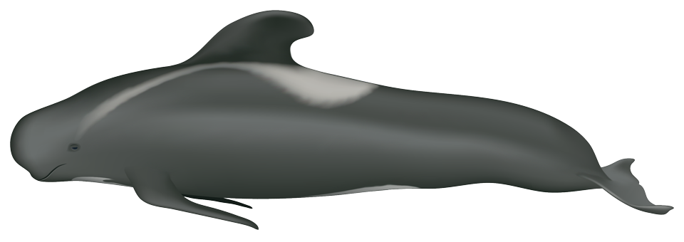 Long-finned pilot whale (Globicephala melas)