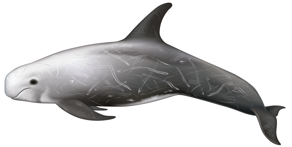 Risso's dolphin (Grampus griseus)