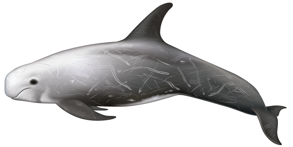 Risso's dolphin (Grampus griseus)