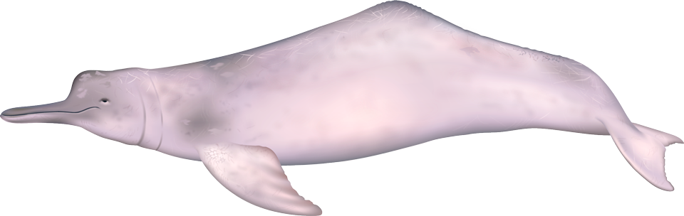 Boto Amazon river dolphin (Inia geoffrensis