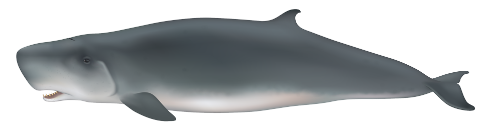 Pygmy sperm whale (Kogia breviceps)