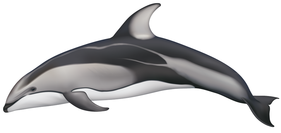 Pacific white-sided dolphin (Lagenorhynchus obliquidens)